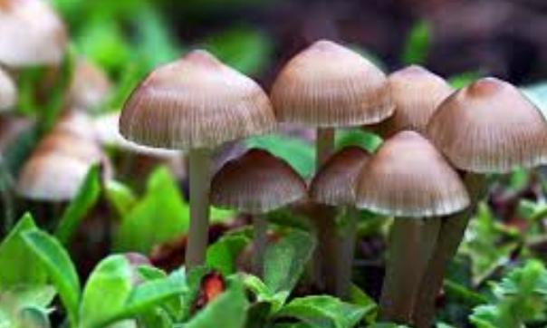 الفطر السحري الفطر السحري