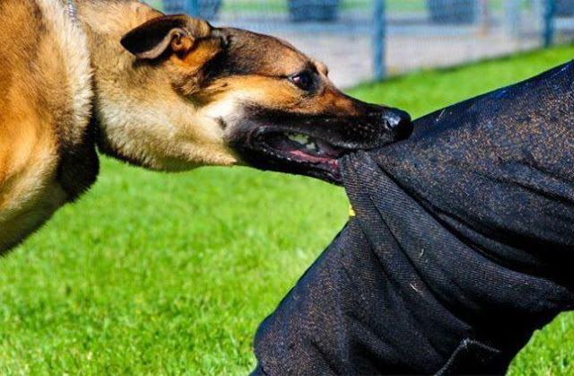 لو كلب هجم عليك.. تصرف إزاي لو كلب هجم عليك.. تصرف إزاي