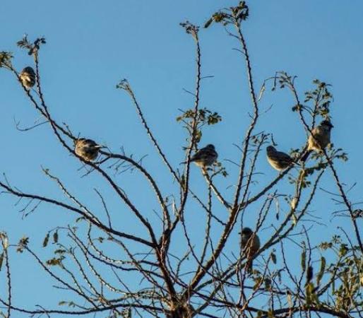 عصافير على الشجرة