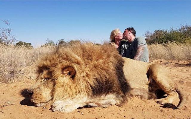 زوجان يقتلان أسد ويقبلان بعضهما بجانبه زوجان يقتلان أسد ويقبلان بعضهما بجانبه