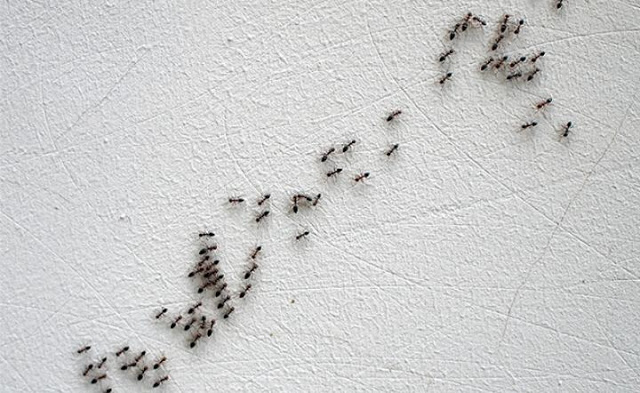 كيفية التخلص من النمل في البيت كيفية التخلص من النمل في البيت