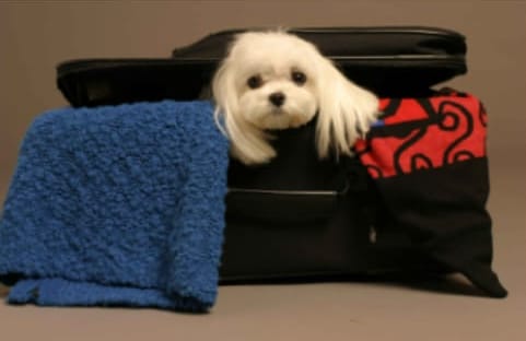 كلب صغير كلب صغير