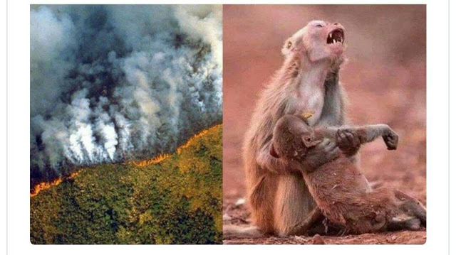 حقيقة القردة التي تبكي في غابات الأمازون حقيقة القردة التي تبكي في غابات الأمازون