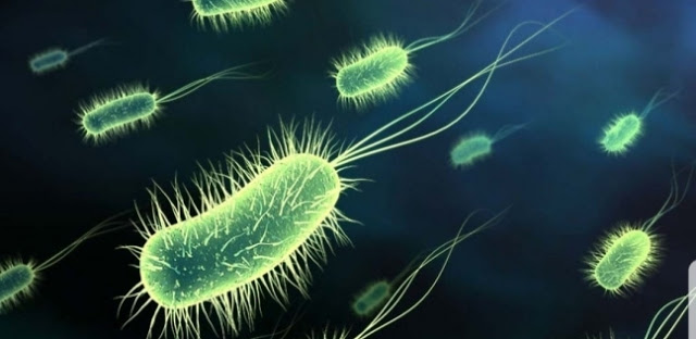 بكتيريا الايكولاي بكتيريا الايكولاي