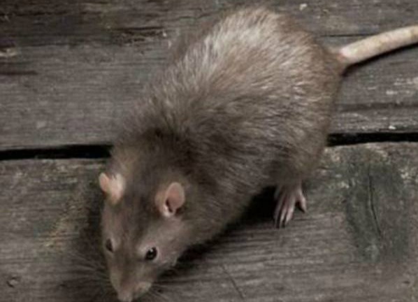 نيويورك تقضي على الفئران باستخدام الكحول