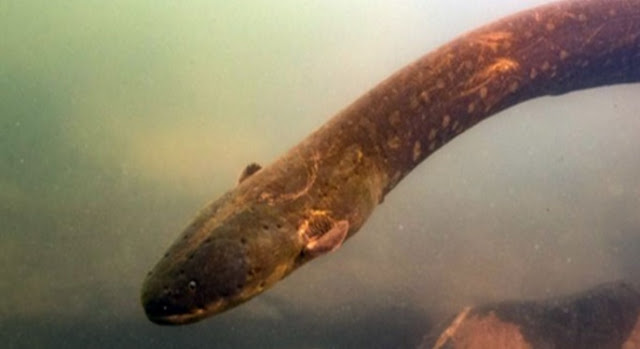 ثعابين بحرية في الأمازون تنتج 860 فولت 