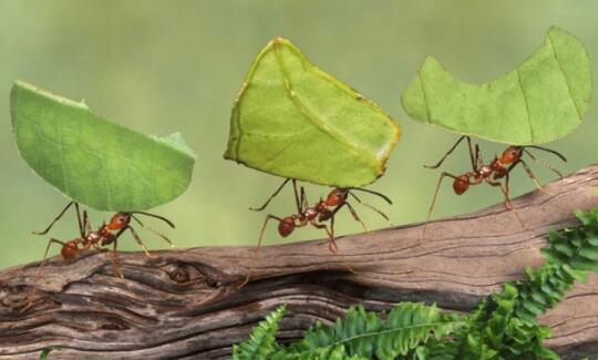 أهم 5 فوائد للنمل أهم 5 فوائد للنمل