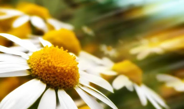 زهرة البابونج وأهم فوائدها