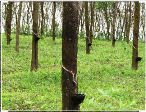 للمطاط أنواع واستخدامات عديدة تعرف عليها للمطاط أنواع واستخدامات عديدة تعرف عليها