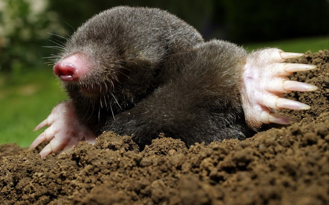 تعرف على فأر الخد الأعمى آكل الحشرات تعرف على فأر الخد الأعمى آكل الحشرات