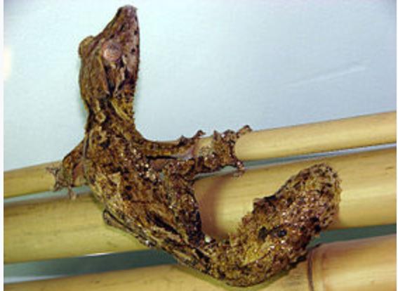 مالا تعرف عن البرص ذو الذيل الورقي مالا تعرف عن البرص ذو الذيل الورقي