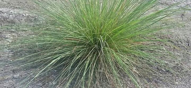 فوائد عشبة الحلفا بر للجسم