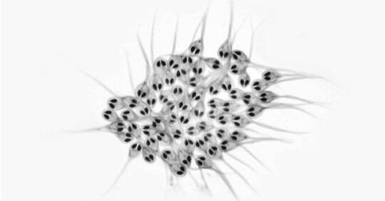 اكتشاف أول كائن حي لا يتنفس اكتشاف أول كائن حي لا يتنفس