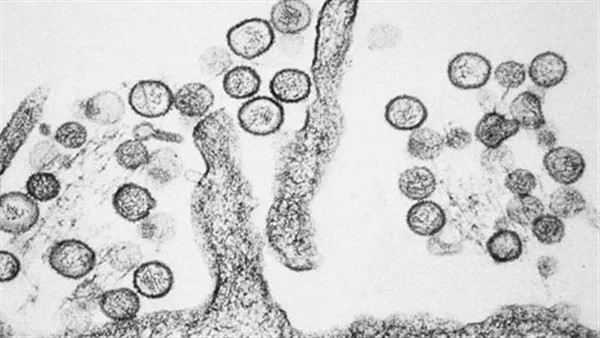 ما هو فيروس هانتا Hantavirus؟