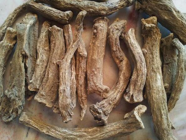 أبرز فوائد نبات العود الهندي