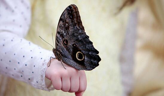 فراشة البومة العملاقة فراشة البومة العملاقة