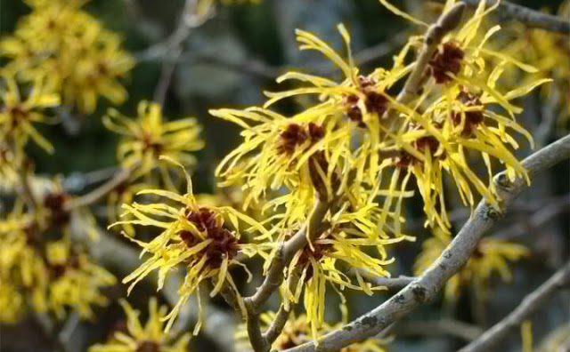 نبات بندق الساحرة