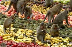 وليمة القرود في تايلاند