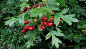 عُشب الزعرور